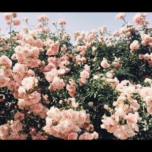 Meet your Posher, Catherine